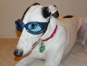 doggles.jpg