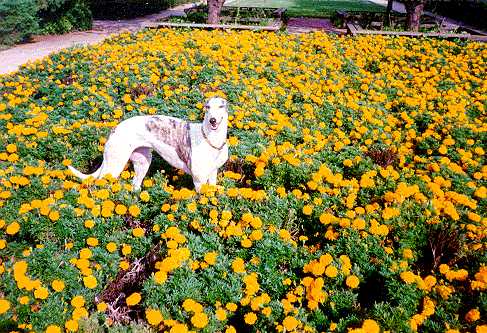greyhoundinflowers.jpg